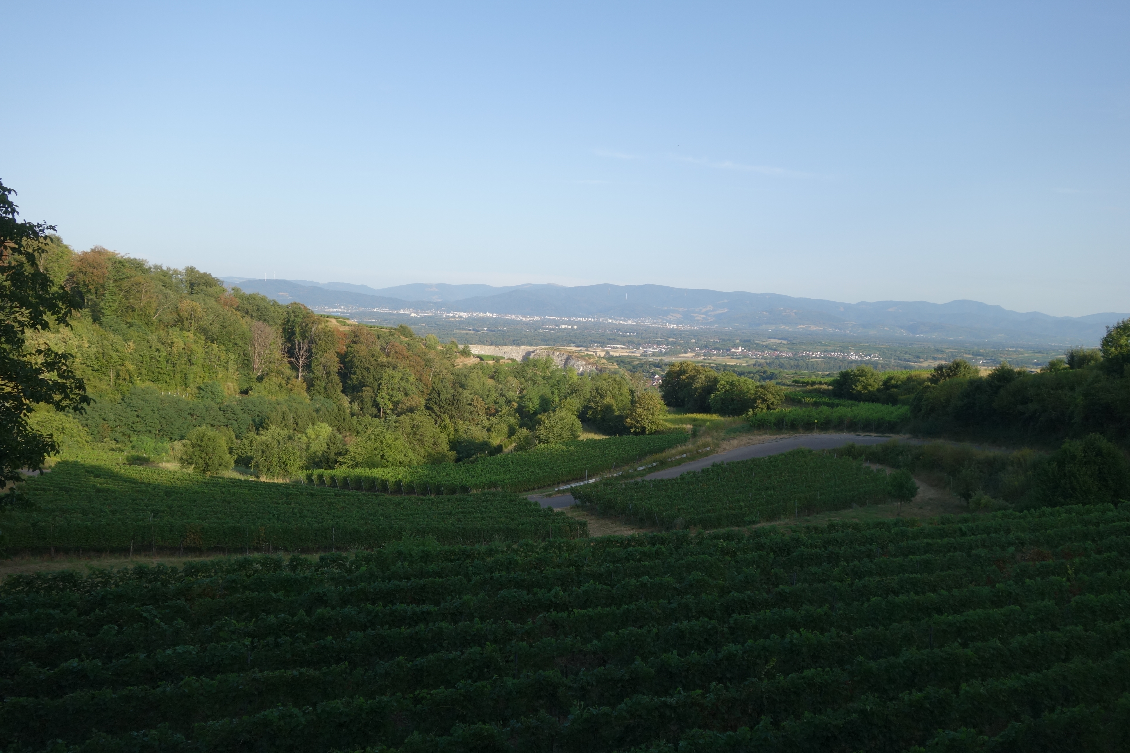 View from the Kaiserstuhl towards Freiburg